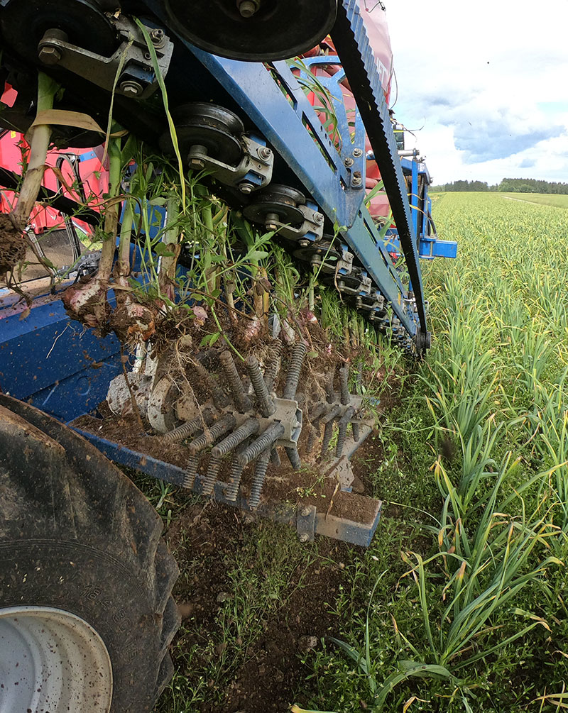 garlic-geratshof-job