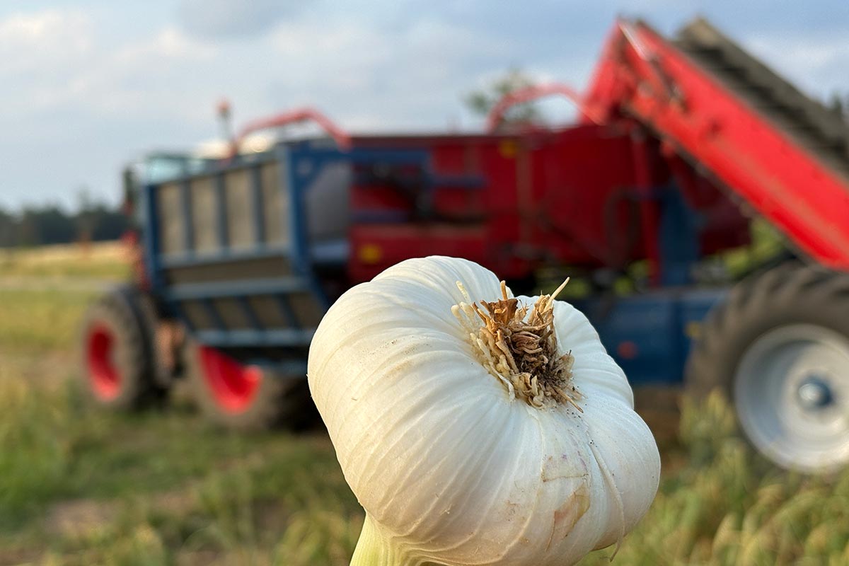 knoblauch-feld