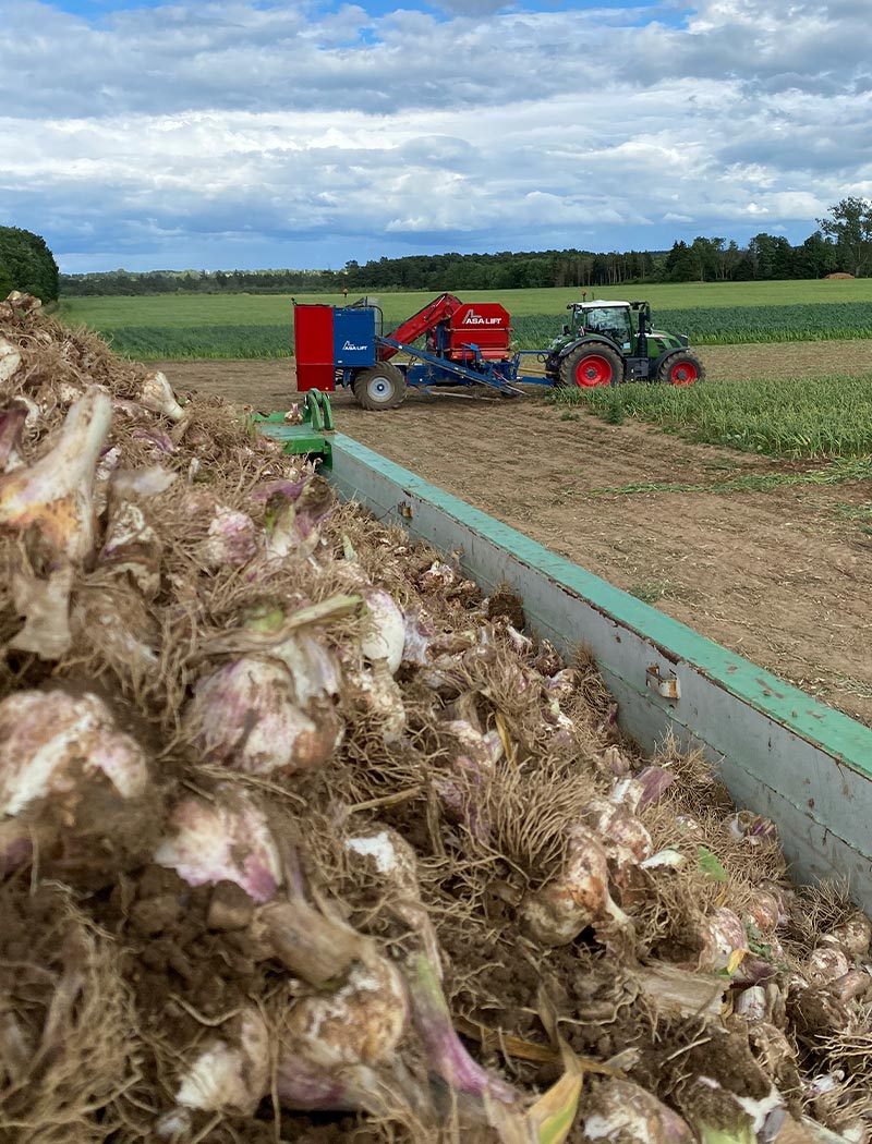 landwirtschaft-geratshof-knoblauch